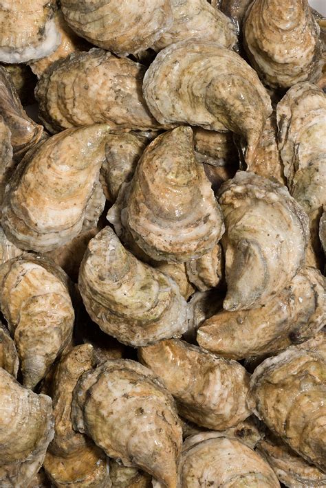 online oysters